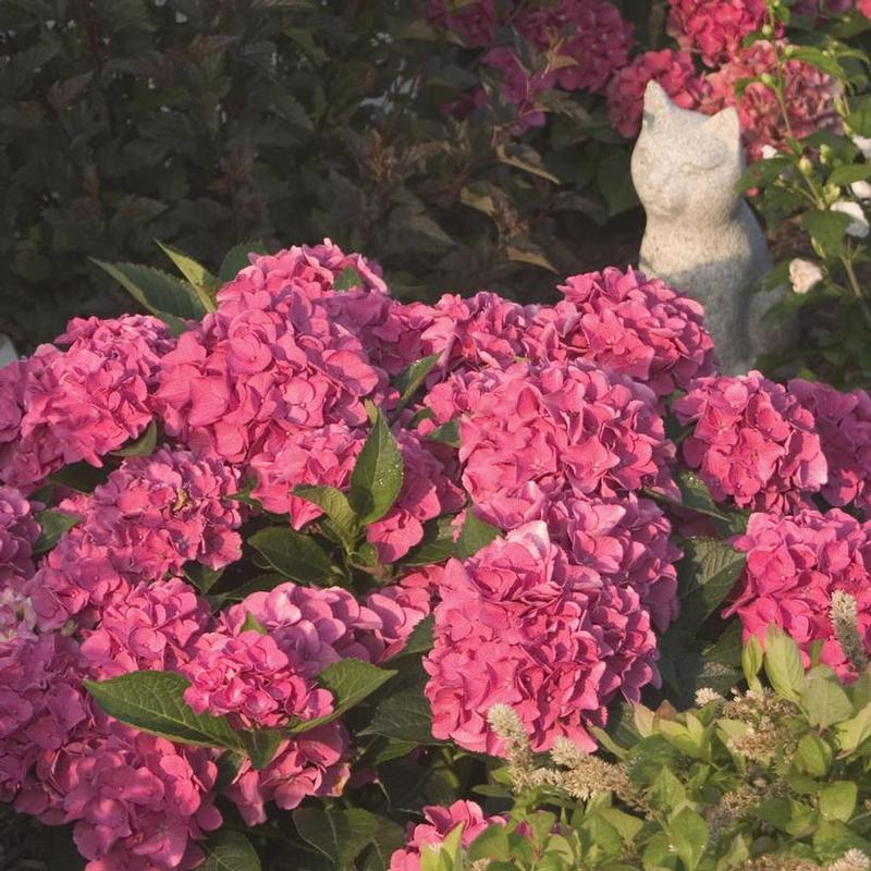 Hydrangea macrophylla Cityline Venice Raven