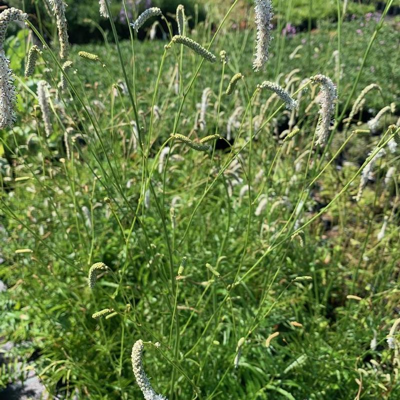 Sanguisorba tenuifolia var. parviflora 