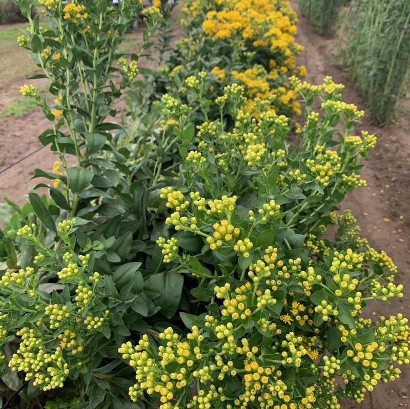 Solidago nemoralis 