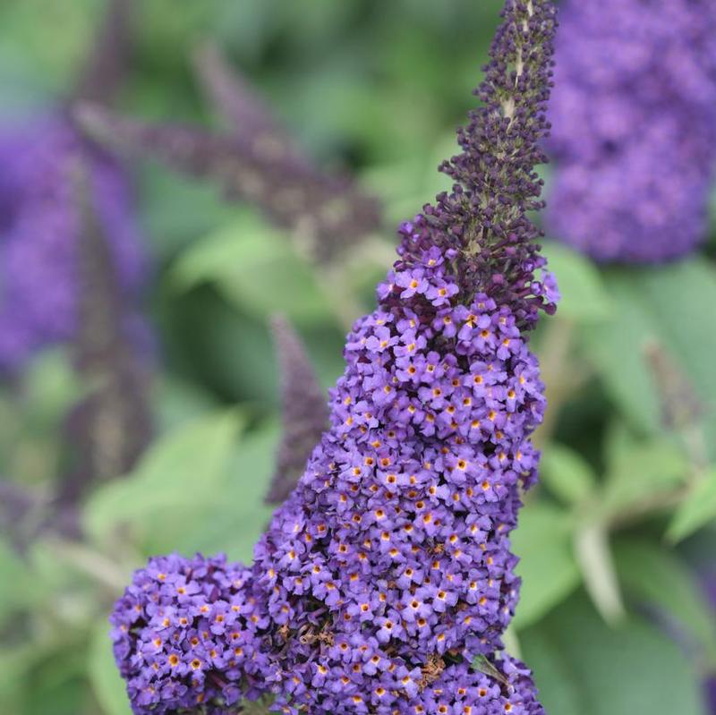 Buddleia x SMNBDBT