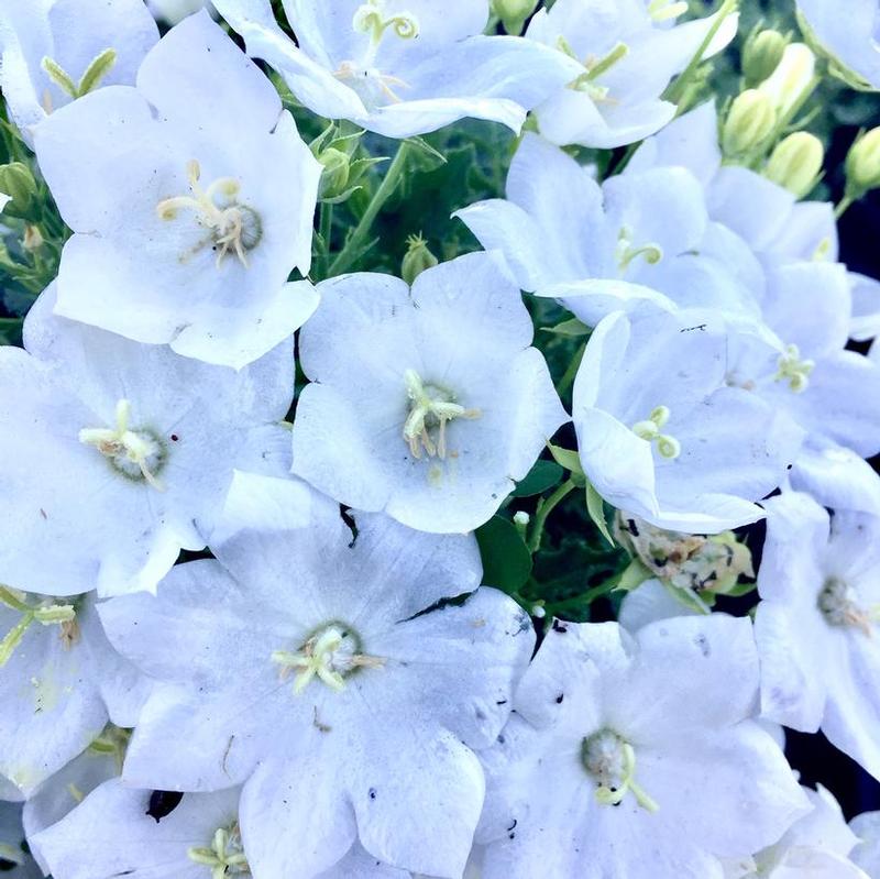 Campanula carpatica Pearl Pearl White