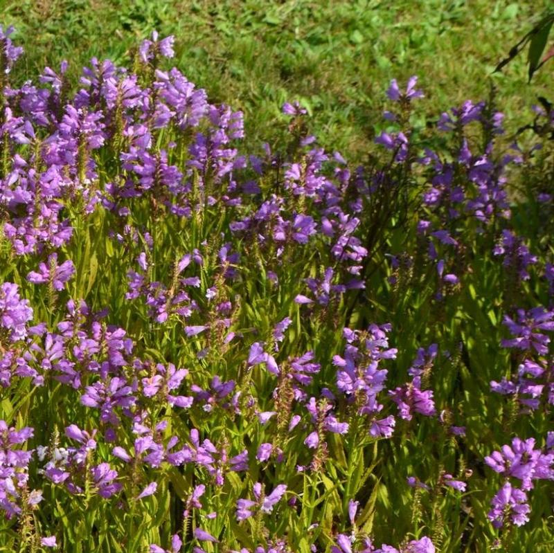 Physostegia virginiana 