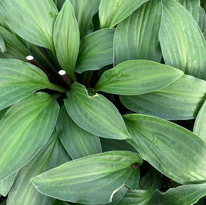 Hosta Emeralds and Rubies