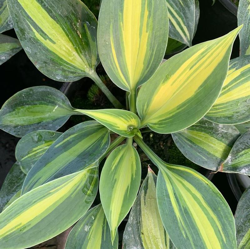 Hosta Party Popper