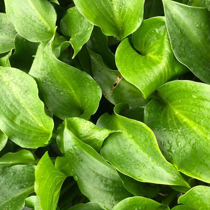 Hosta Shiny Sonata