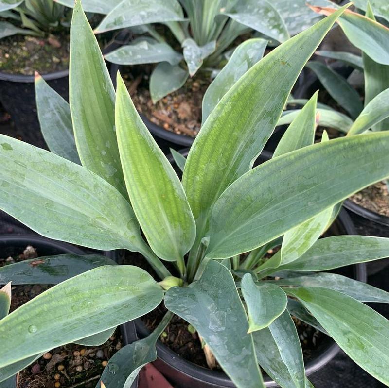 Hosta Smoke Signals