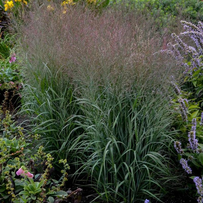 Panicum virgatum Prairie Winds® Apache Rose