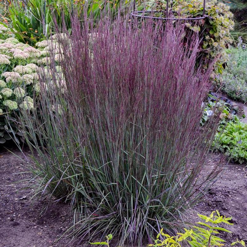 Schizachyrium scoparium Prairie Winds® Blue Paradise