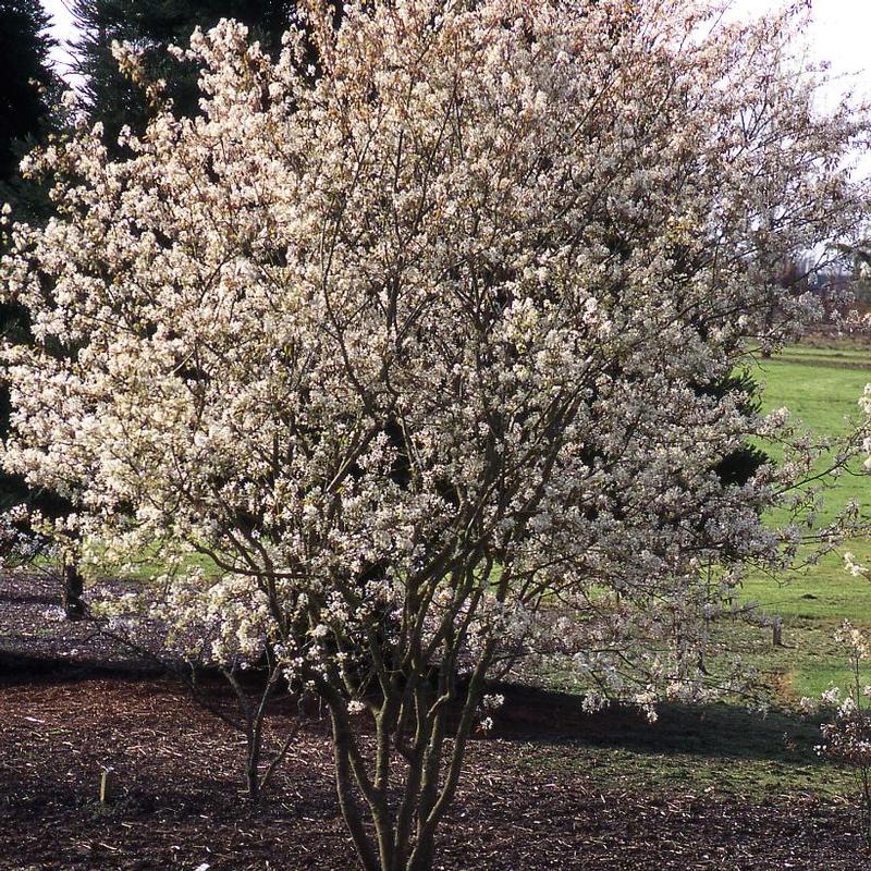 Amelanchier x grandiflora Autumn Brilliance