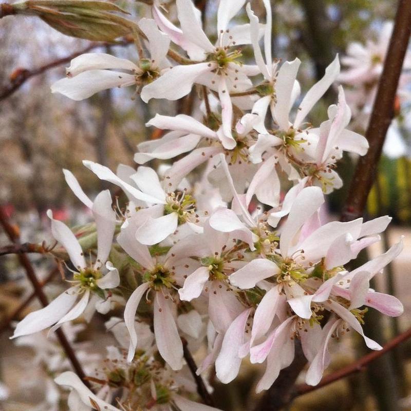 Amelanchier x grandiflora Robin Hill