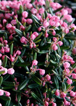 Andromeda polifolia Blue Ice