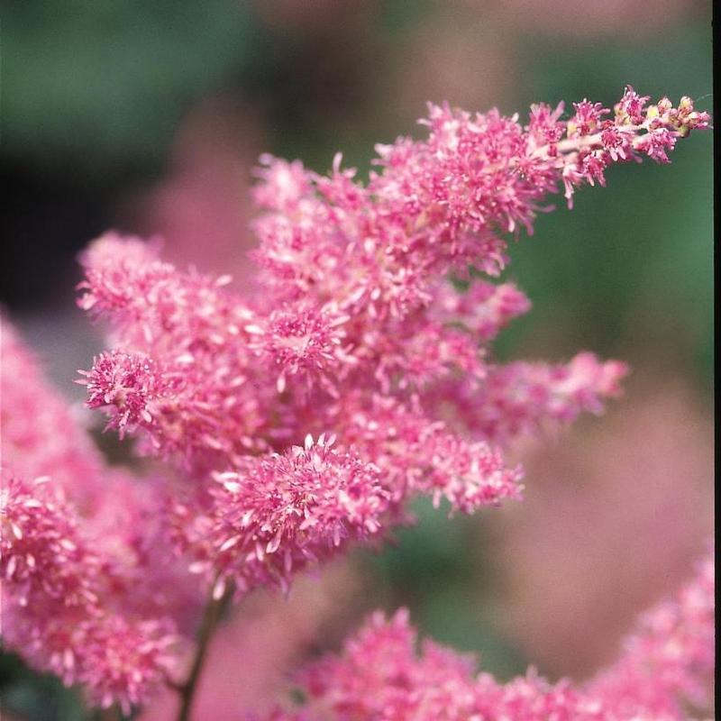 Astilbe japonica Rheinland