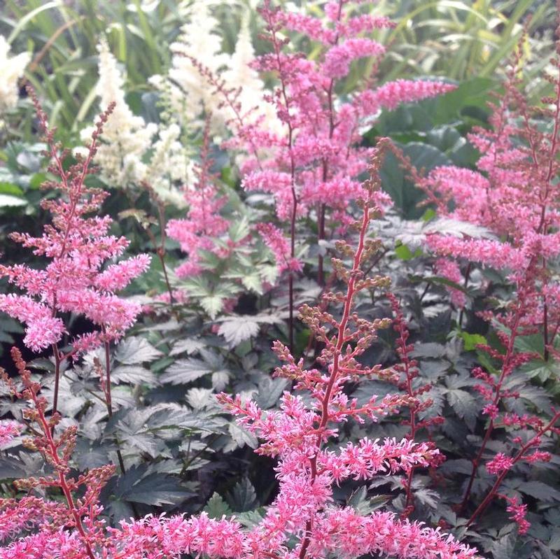 Astilbe simplicifolia Key West