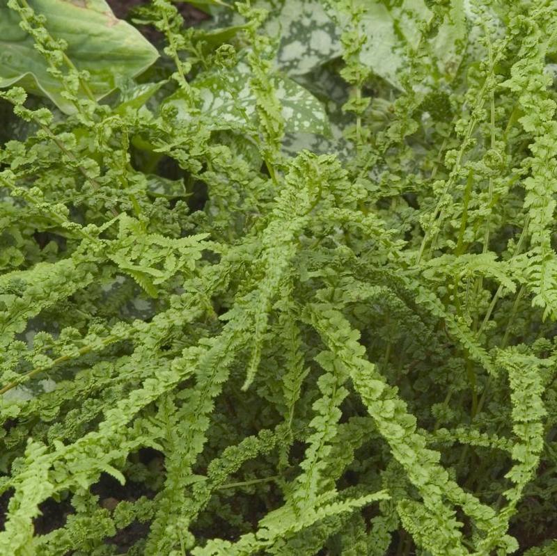 Athyrium filix-femina Frizelliae