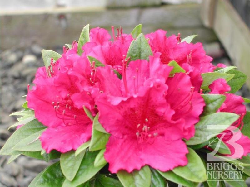 Azalea (Rhododendron) Girard's Fuchsia