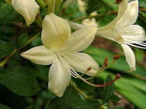 Azalea Weston's Lemon Drop