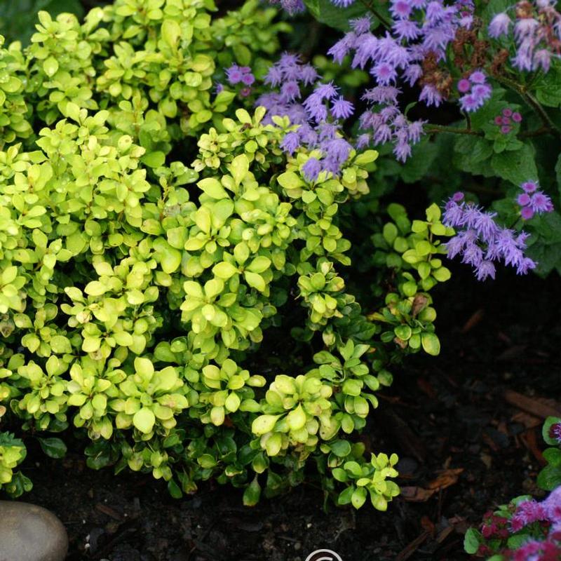 Berberis thunbergii Monlers