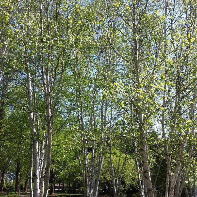 Betula papyrifera 