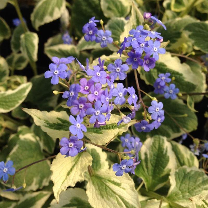 Brunnera macrophylla Variegata