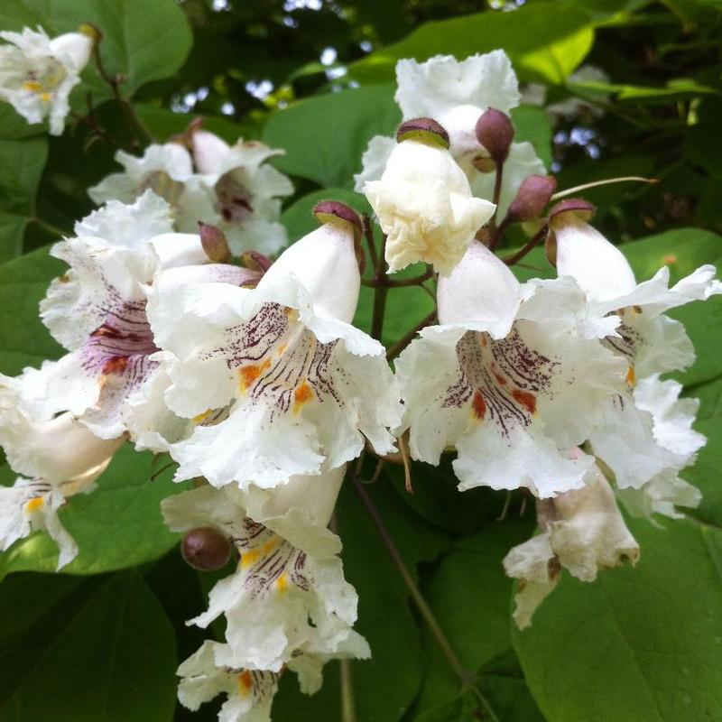 Catalpa speciosa 