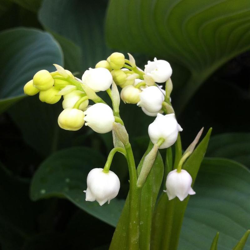 Convallaria majalis 