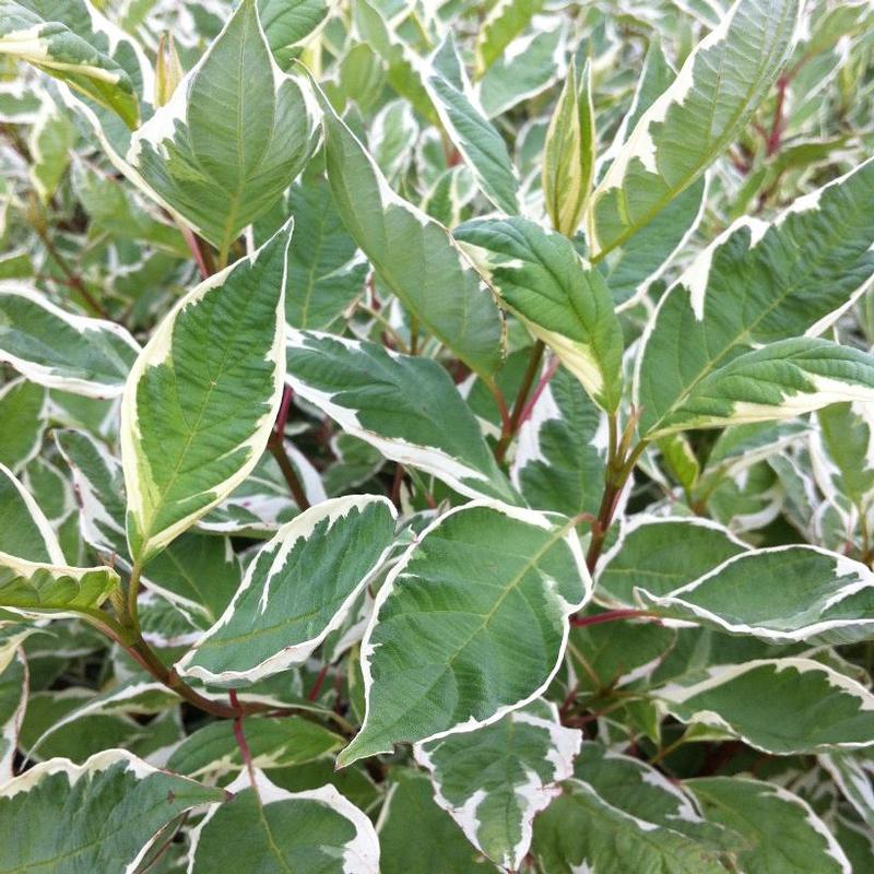 Cornus alba Bailho