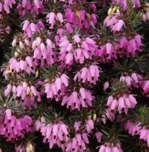 Erica carnea Springwood Pink