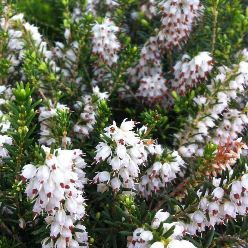 Erica carnea Springwood White