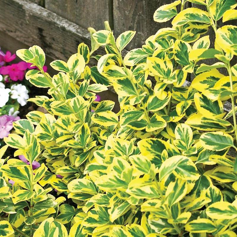 Euonymus fortunei Emerald n' Gold