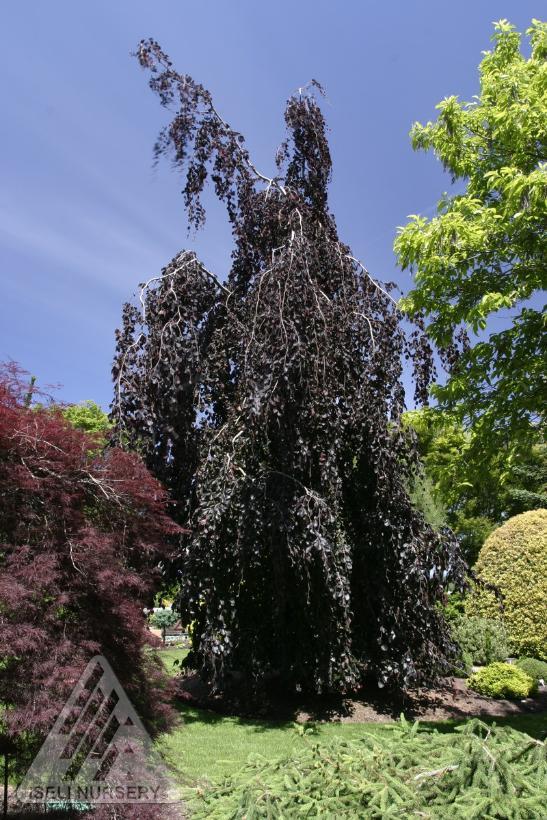 Fagus sylvatica Purple Fountain