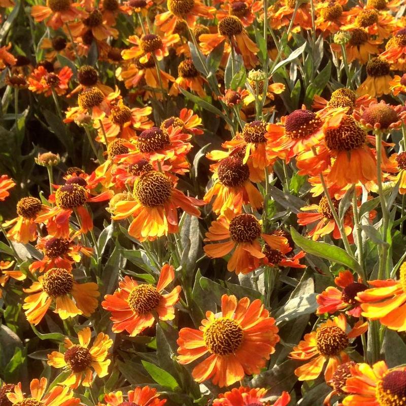 Helenium x Helbro