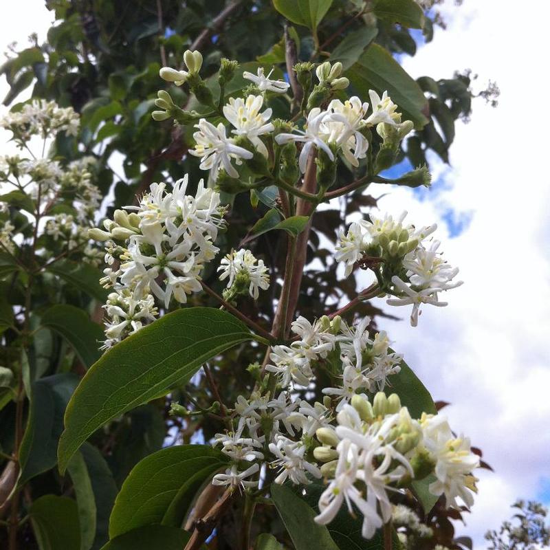 Heptacodium miconioides 