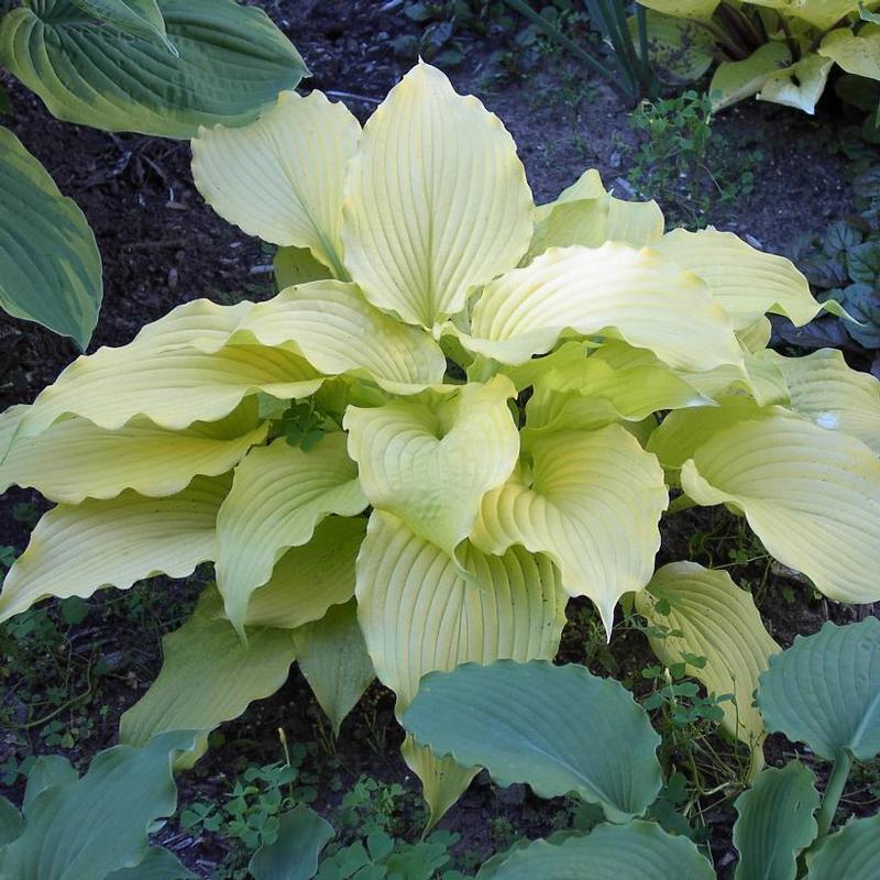 Hosta Dancing Queen