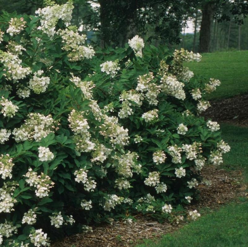 Hydrangea paniculata Unique