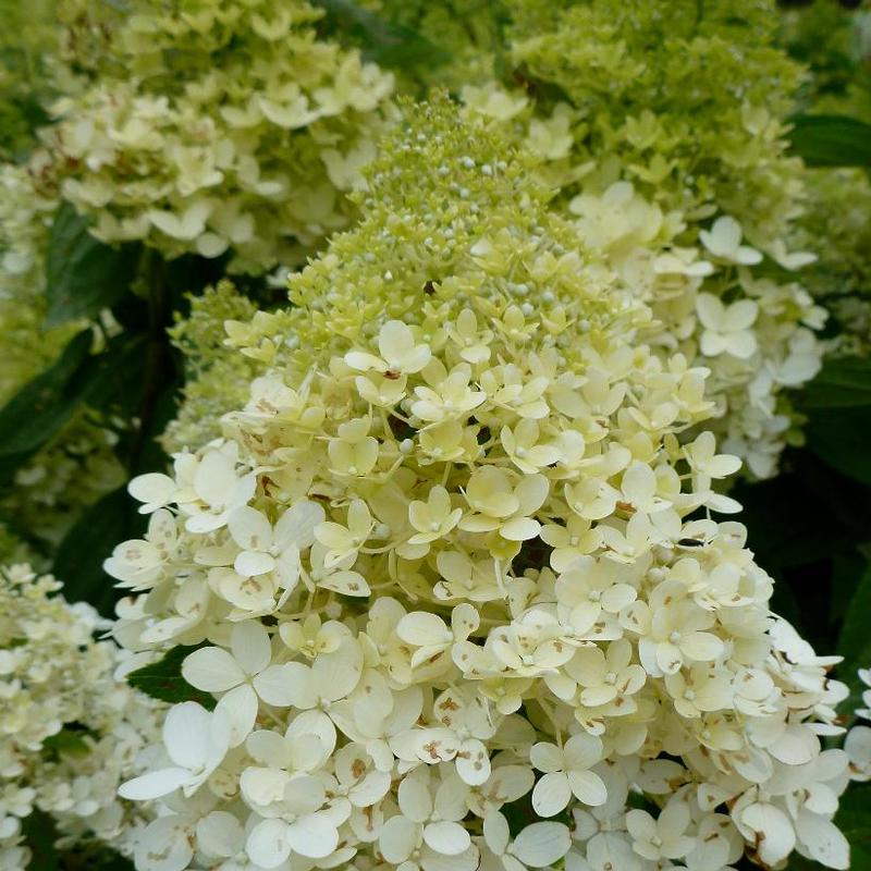 Hydrangea paniculata Sweet Summer