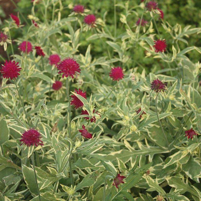 Knautia macedonica Thunder and Lightning