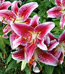 Lilium x vicaryi Stargazer