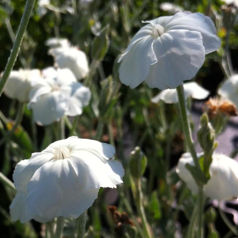 Lychnis coronaria Alba