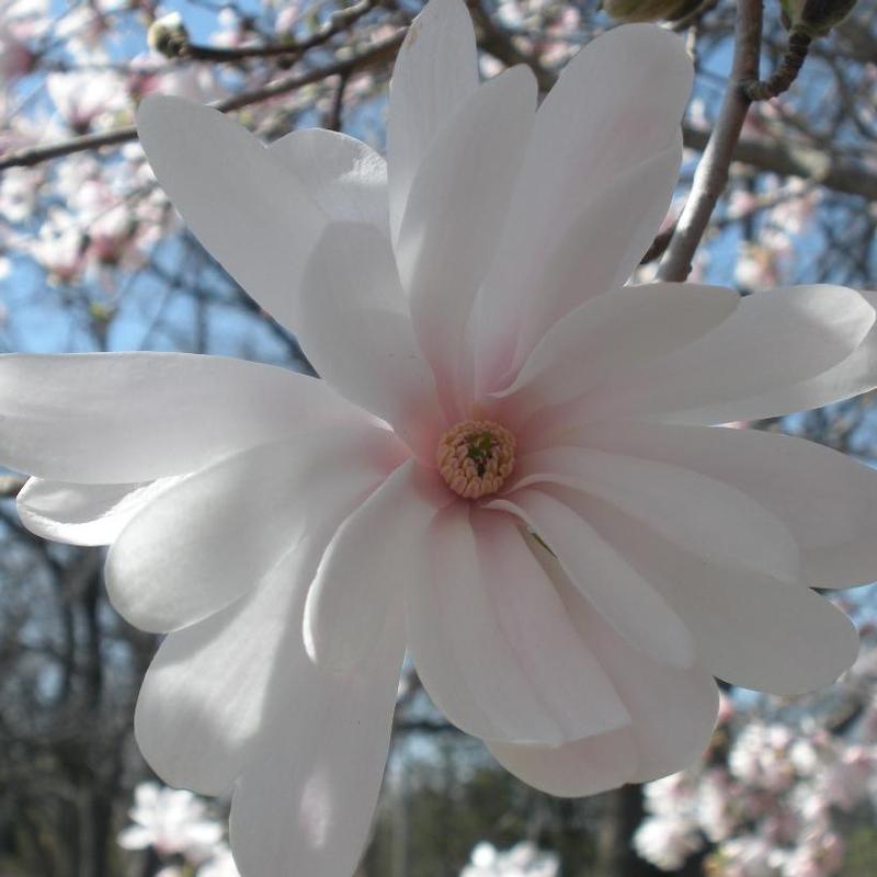 Magnolia stellata Royal Star