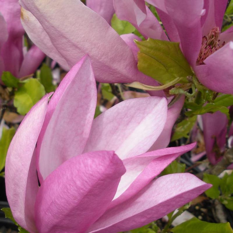 Magnolia x Little Girl Susan