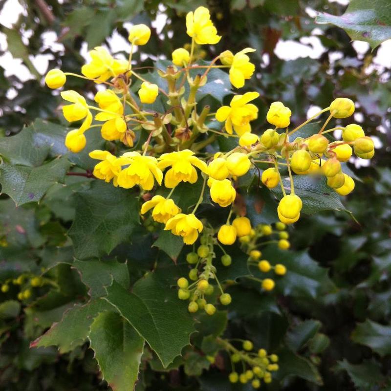 Mahonia aquifolium 