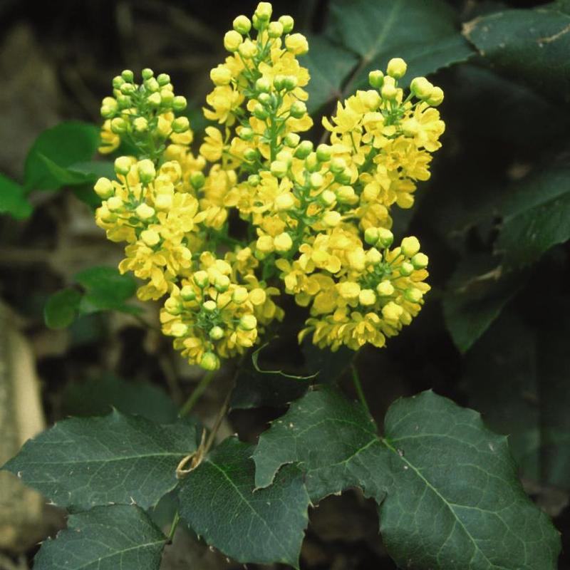 Mahonia repens 