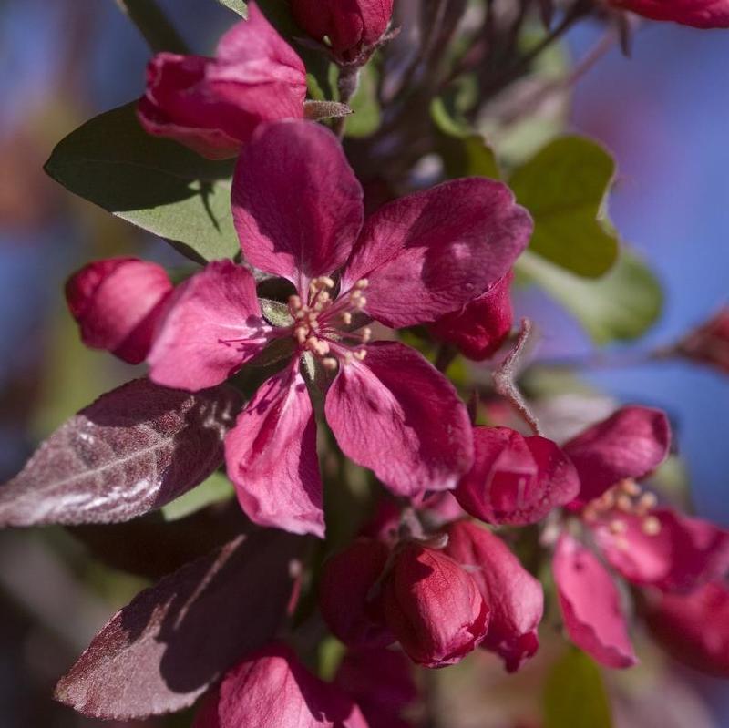 Malus Profusion