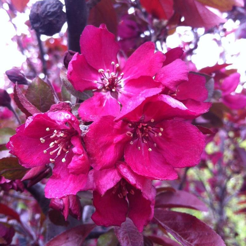 Malus Purple Gem