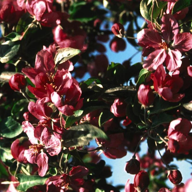 Malus Red Barron