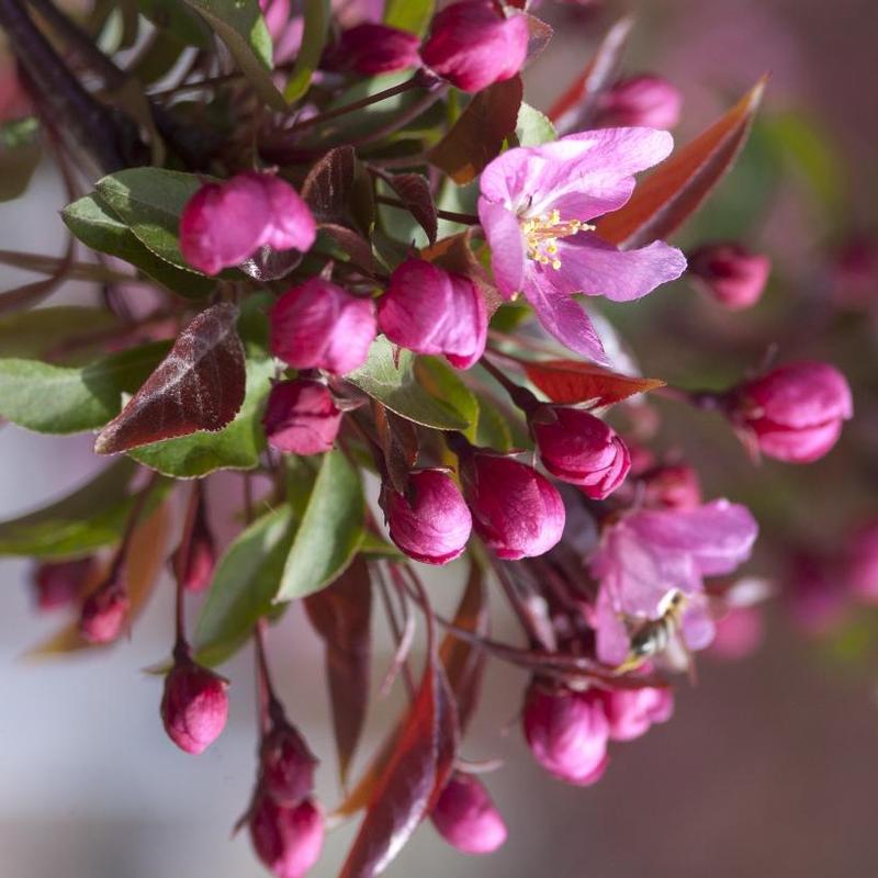 Malus Red Splendor