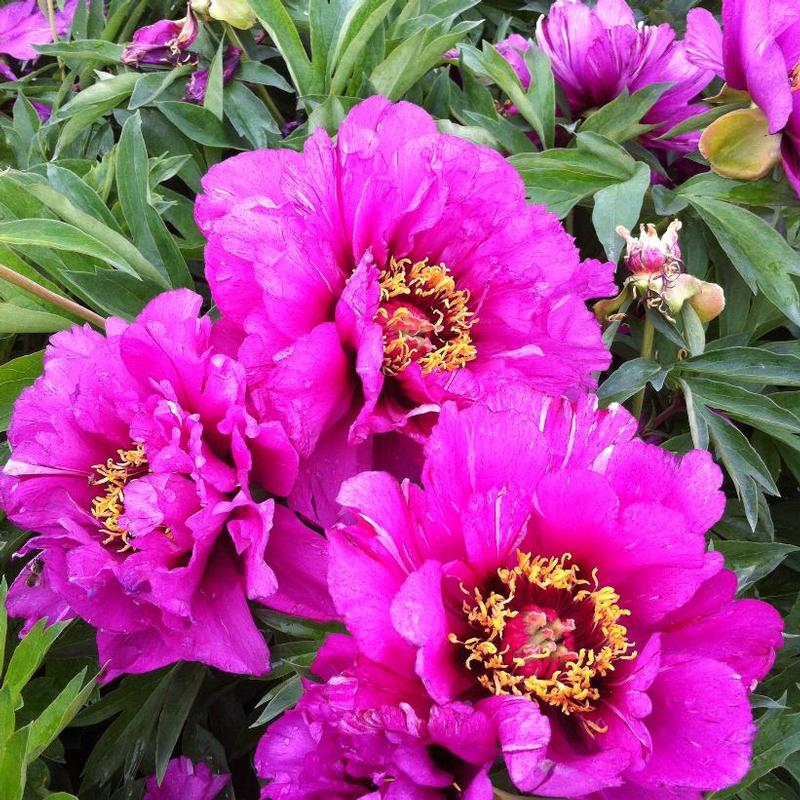 Paeonia itoh Morning Lilac