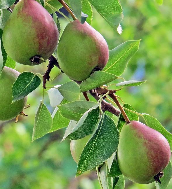 Pear Golden Spice