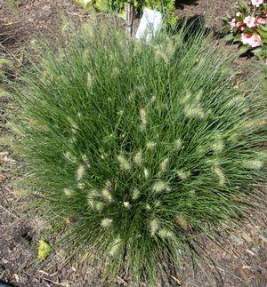 Pennisetum alopecuroides Little Bunny