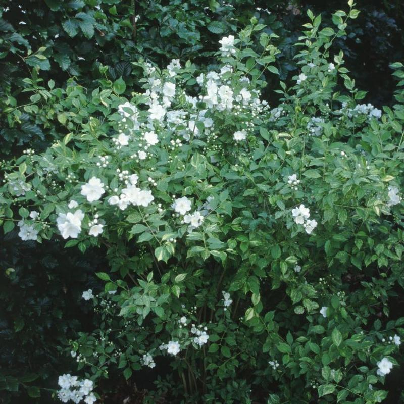 Philadelphus x Innocence